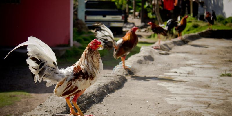 Tiêu chí quy định về hạng cân khác nhau 